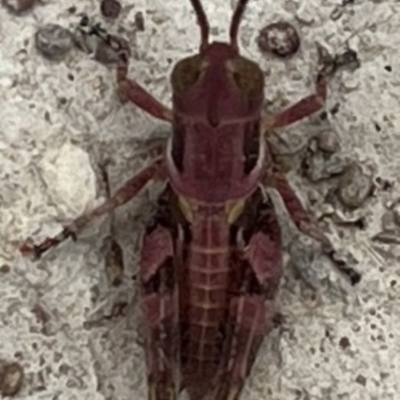 Brachyexarna lobipennis (Stripewinged meadow grasshopper) at Bonner, ACT - 4 Nov 2023 by JanetRussell