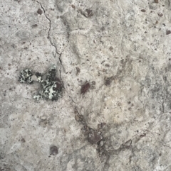 Brachyexarna lobipennis at Mulligans Flat - 4 Nov 2023 02:40 PM