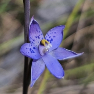 Thelymitra simulata at QPRC LGA - 7 Nov 2023