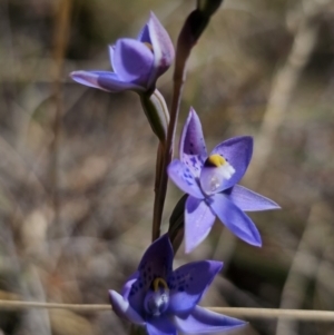 Thelymitra simulata at QPRC LGA - 7 Nov 2023