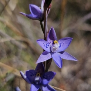 Thelymitra simulata at QPRC LGA - 7 Nov 2023