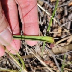 Thelymitra simulata at QPRC LGA - 7 Nov 2023