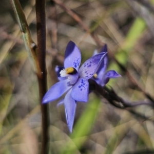 Thelymitra x truncata at QPRC LGA - 7 Nov 2023