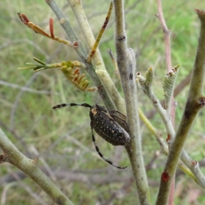 Ancita marginicollis (A longhorn beetle) at Sutton, NSW - 7 Nov 2023 by AndyRussell