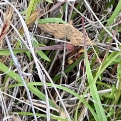 Scopula rubraria (Reddish Wave, Plantain Moth) at Bonner, ACT - 4 Nov 2023 by JanetRussell