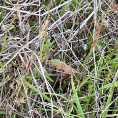 Scopula rubraria at Mulligans Flat - 4 Nov 2023