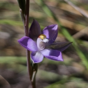 Thelymitra peniculata at QPRC LGA - 7 Nov 2023