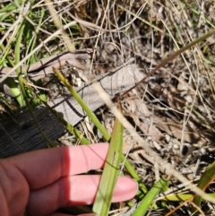 Thelymitra peniculata at QPRC LGA - 7 Nov 2023