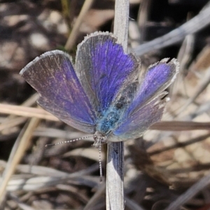 Erina hyacinthina at QPRC LGA - 7 Nov 2023 12:18 PM