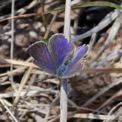 Erina hyacinthina at QPRC LGA - 7 Nov 2023 12:18 PM