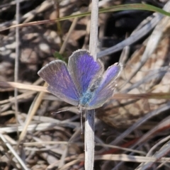 Erina hyacinthina at QPRC LGA - 7 Nov 2023