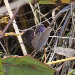 Erina hyacinthina at QPRC LGA - 7 Nov 2023