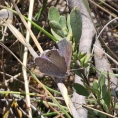 Erina hyacinthina at QPRC LGA - 7 Nov 2023 12:18 PM