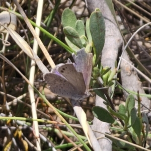 Erina hyacinthina at QPRC LGA - 7 Nov 2023