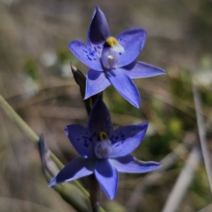 Thelymitra x truncata at QPRC LGA - 7 Nov 2023