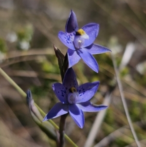 Thelymitra x truncata at QPRC LGA - 7 Nov 2023