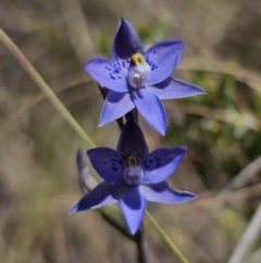 Thelymitra x truncata at QPRC LGA - 7 Nov 2023