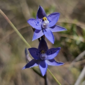 Thelymitra x truncata at QPRC LGA - 7 Nov 2023