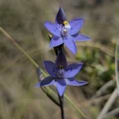 Thelymitra x truncata at QPRC LGA - 7 Nov 2023