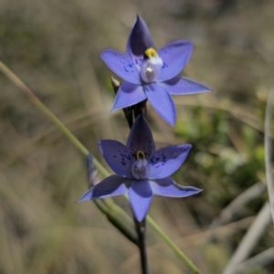 Thelymitra x truncata at QPRC LGA - 7 Nov 2023