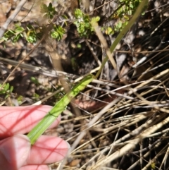 Thelymitra x truncata at QPRC LGA - 7 Nov 2023