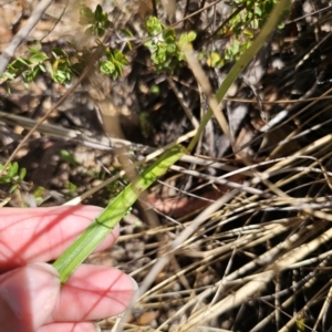 Thelymitra x truncata at QPRC LGA - 7 Nov 2023