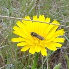 Melangyna viridiceps (Hover fly) at Bonner, ACT - 4 Nov 2023 by AndyRussell