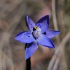 Thelymitra x truncata (Truncate Sun Orchid) at QPRC LGA - 7 Nov 2023 by Csteele4
