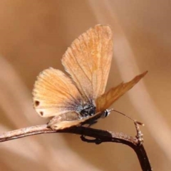 Nacaduba biocellata at Dryandra St Woodland - 7 Nov 2023