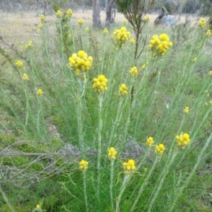 Chrysocephalum semipapposum at Mulligans Flat - 4 Nov 2023 02:17 PM