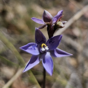 Thelymitra simulata at QPRC LGA - 7 Nov 2023