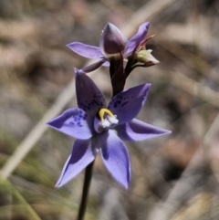 Thelymitra simulata at QPRC LGA - 7 Nov 2023