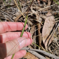 Thelymitra simulata at QPRC LGA - 7 Nov 2023