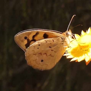 Heteronympha merope at Dryandra St Woodland - 7 Nov 2023 10:24 AM