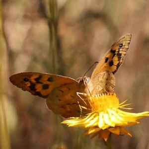 Heteronympha merope at Dryandra St Woodland - 7 Nov 2023 09:48 AM