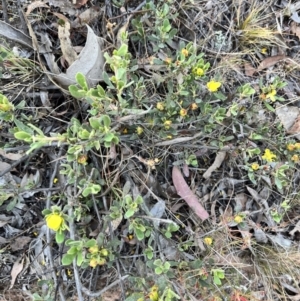 Hibbertia obtusifolia at Mount Majura - 7 Nov 2023 07:04 AM