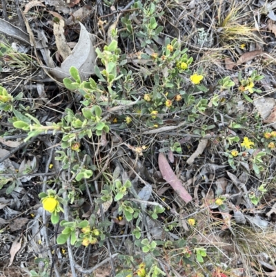 Hibbertia obtusifolia (Grey Guinea-flower) at Mount Majura - 7 Nov 2023 by courtneyb