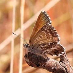 Neolucia agricola (Fringed Heath-blue) at Dryandra St Woodland - 7 Nov 2023 by ConBoekel