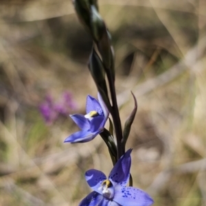 Thelymitra x truncata at QPRC LGA - 7 Nov 2023