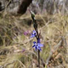 Thelymitra x truncata at QPRC LGA - 7 Nov 2023