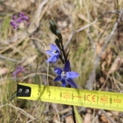 Thelymitra x truncata at QPRC LGA - 7 Nov 2023