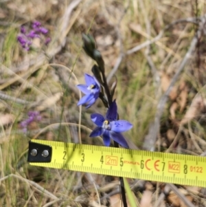 Thelymitra x truncata at QPRC LGA - 7 Nov 2023