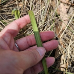 Thelymitra x truncata at QPRC LGA - 7 Nov 2023