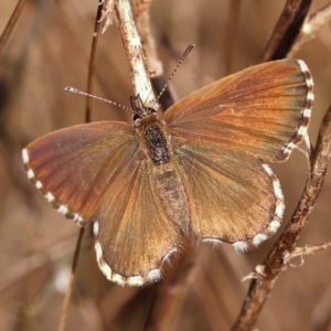 Neolucia agricola at Dryandra St Woodland - 7 Nov 2023