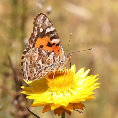 Vanessa kershawi (Australian Painted Lady) at Dryandra St Woodland - 6 Nov 2023 by ConBoekel