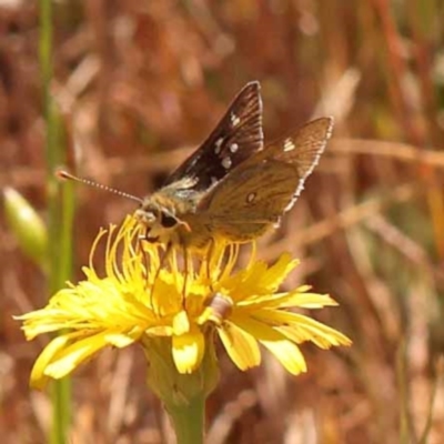 Trapezites luteus (Yellow Ochre, Rare White-spot Skipper) at Dryandra St Woodland - 6 Nov 2023 by ConBoekel