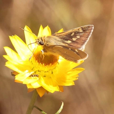 Trapezites luteus (Yellow Ochre, Rare White-spot Skipper) at Dryandra St Woodland - 7 Nov 2023 by ConBoekel