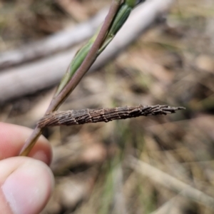 Lepidoscia arctiella at QPRC LGA - 7 Nov 2023