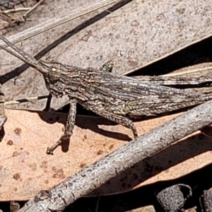 Coryphistes ruricola at Undefined Area - 7 Nov 2023 12:38 PM