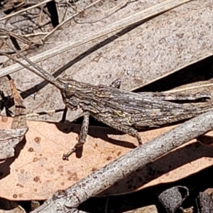 Coryphistes ruricola at Undefined Area - 7 Nov 2023 12:38 PM